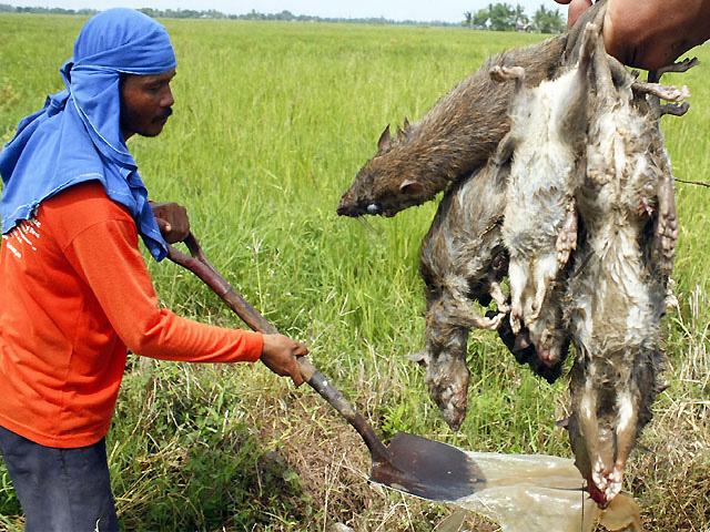 N. Ecija farmers rid ricefields of rats