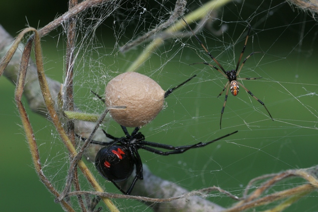 Power of the web: The secret of how spiders catch their prey, The  Independent