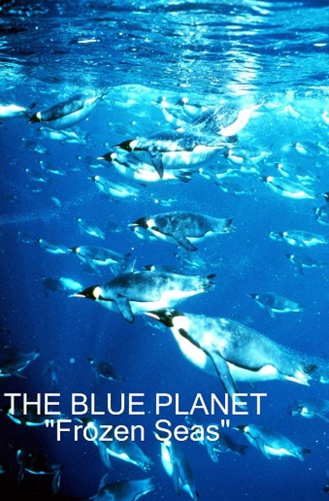 bbc-s-the-blue-planet-frozen-seas-newstv-gma-news-online