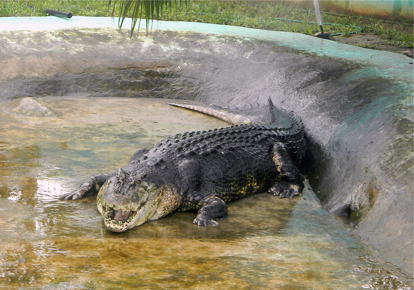 Гребнистый крокодил Густав