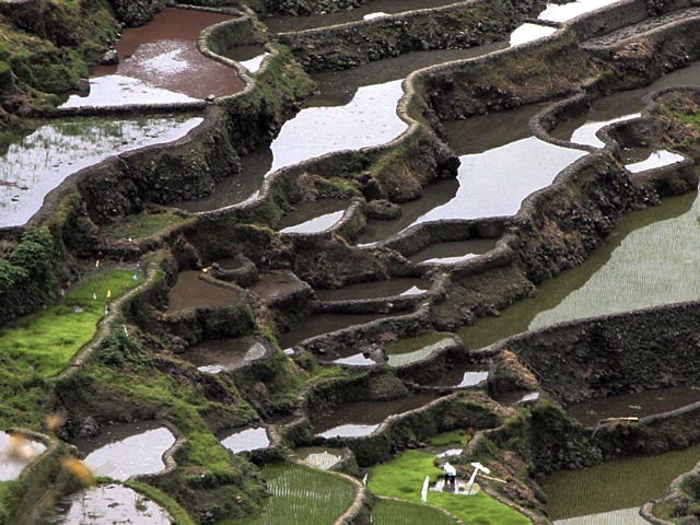 Cordillera rice terraces back in UNESCO heritage list | GMA News Online