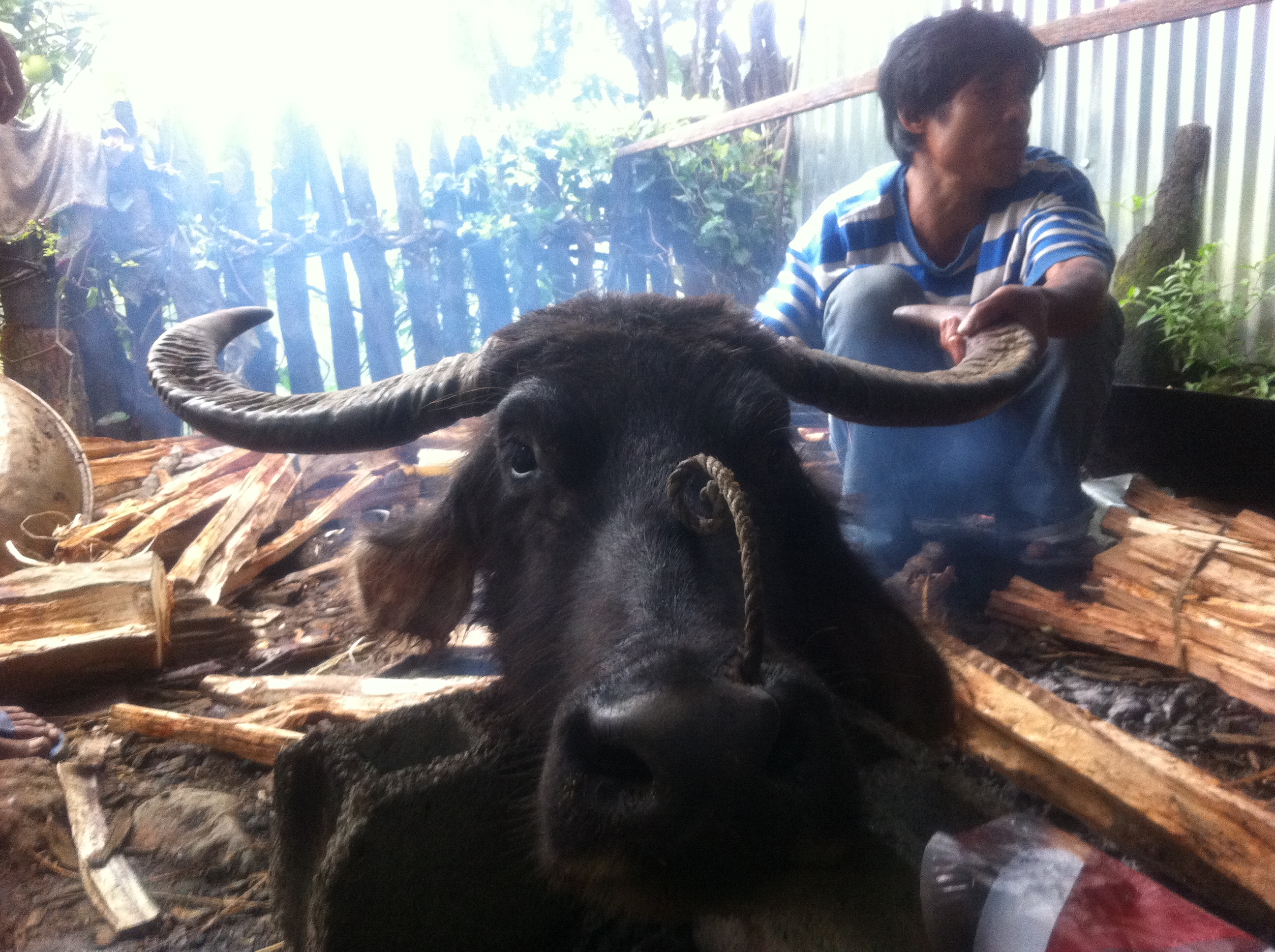 Carabao Sacrifice At A Wake In Ifugao Photos Gma News Online