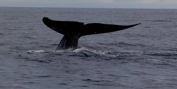 'Born To Be Wild' Documents Blue Whale Sightings, A First On Philippine ...