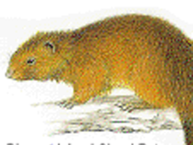 Feared extinct, large rat species 'rediscovered' on Dinagat Island ...