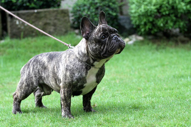 How Much Is A French Bulldog In The Philippines