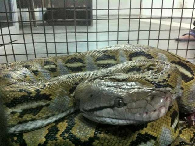 WATCH: 8-foot python caught inside PNP headquarters | GMA News Online