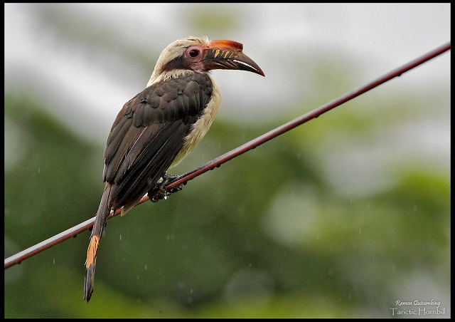 Don't hurt the endangered hornbills fleeing from Taal Volcano —DENR